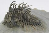 Spiny Comura Trilobite - Excellent Preparation #245922-2